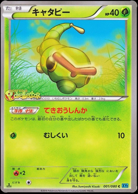 Raupy